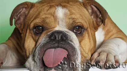 Etetés kölyök angol bulldog és egy felnőtt kutya étrend