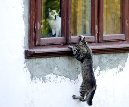 Cat érzékenység - körülbelül macskák (macska) Cat érzékenység - macskákról