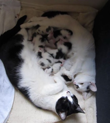 Cat érzékenység - körülbelül macskák (macska) Cat érzékenység - macskákról