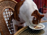 Cat érzékenység - körülbelül macskák (macska) Cat érzékenység - macskákról