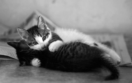 Cat érzékenység - körülbelül macskák (macska) Cat érzékenység - macskákról