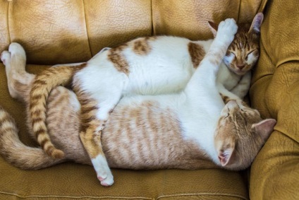 Cat érzékenység - körülbelül macskák (macska) Cat érzékenység - macskákról