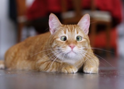 Kancsalság macskák cikk