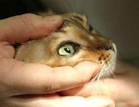 Kancsalság macskák cikk