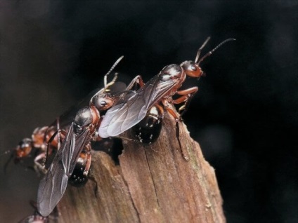 Szárnyas hangyák a házban, hogy megszabaduljon tőlük