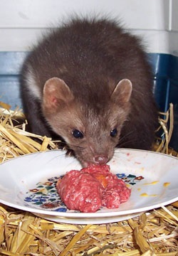 Marten (martes martes) - Város görények - vadászgörények és más menyétfélék (görény) Marten (martes martes) - Város görények - görény és más menyétfélék
