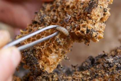 Kezelése méh moly tinktúra és receptek
