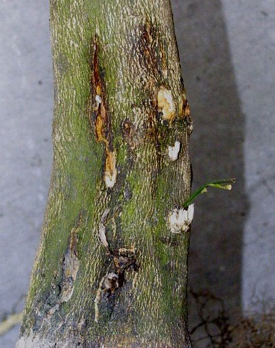 Citromfa, hogyan nőnek, hogyan kell ültetni, hogyan kell vágni, milyen a növény