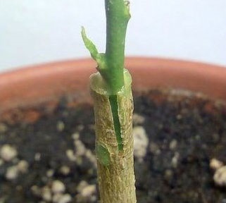 Citromfa, hogyan nőnek, hogyan kell ültetni, hogyan kell vágni, milyen a növény