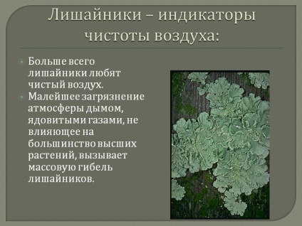 Zuzmók - Levegőtisztaság-mutatók bemutatása 144615-12 (zuzmó) Zuzmók - tiszta levegő bemutatott mutatók 144615-12