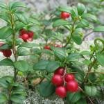 Lingonberry levél terápiás tulajdonságainak és ellenjavallatok