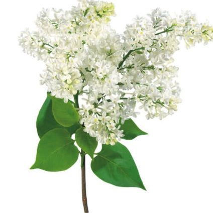 A levelek a fehér lila gyógyszer tulajdonságait