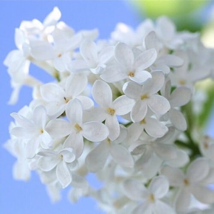 A levelek a fehér lila gyógyszer tulajdonságait