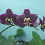 Lehetséges, hogy növekszik egy orchidea kert