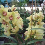 Lehetséges, hogy növekszik egy orchidea kert