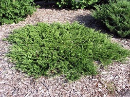 Juniperus Sabina ültetés, gondozás, tenyésztés