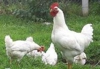 Malacfajták csirkék; hibrid és hibrid tyúkok (hús) Malacfajták csirkék; hibrid és hibrid csirkék