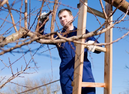 Metszés Garden video utasításokat, hogyan lehet a saját kezét, amikor a növények - tavaszi vagy téli, fotó