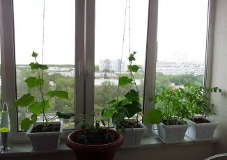Uborka növekvő ablakot télen, hogyan növekszik