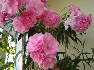 Leírás Leander virág típusú és fotók, tippeket otthoni ápolás és a tenyésztés