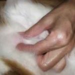 Tumor a macska a nyak, a has, a gyomor és arcát, hátsó, oldalsó, a fül mögött, a száj kezelésére fül