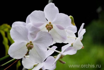 Vanda orchidea termesztés és karbantartása, transzfer, reprodukció