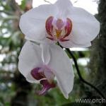 Vanda orchidea termesztés és karbantartása, transzfer, reprodukció