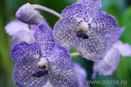 Vanda orchidea termesztés és karbantartása, transzfer, reprodukció