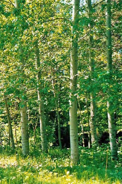 Aspen várható élettartam és a növekvő finomság (időtartam) Aspen várható élettartam és a növekvő finomság