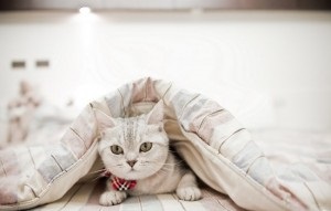 Jellemzői viselkedése macskák - Szfinx krysik