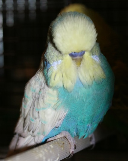 Jellemzők gondozása budgies, érdekes tényeket és videó (hullámos) Jellemzők gondozása budgies, érdekes tényeket és videó