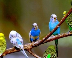 Jellemzők gondozása budgies, érdekes tényeket és videó (hullámos) Jellemzők gondozása budgies, érdekes tényeket és videó