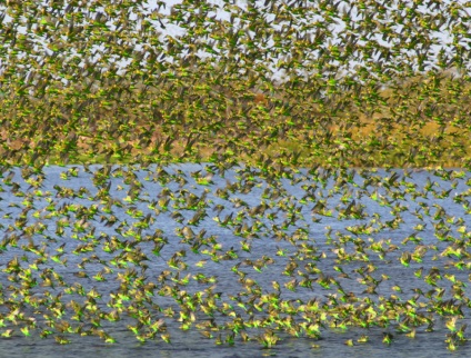 Jellemzők gondozása budgies, érdekes tényeket és videó (érdekes) Jellemzők gondozása budgies, érdekes tényeket és videó