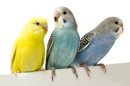 Jellemzők gondozása budgies, érdekes tényeket és videó (papagájok) Jellemzők gondozása budgies, érdekes tényeket és videó