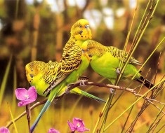 Jellemzők gondozása budgies, érdekes tényeket és videó