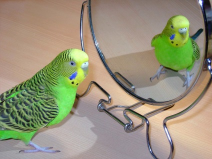 Jellemzők gondozása budgies, érdekes tényeket és videó (papagájok) Jellemzők gondozása budgies, érdekes tényeket és videó