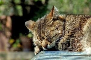 Mérgezés macskák tünetei és kezelése