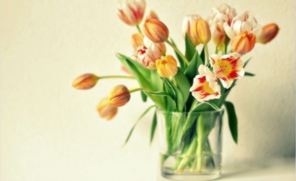 Mintegy tulipán választ a gyakran ismételt kérdéseket