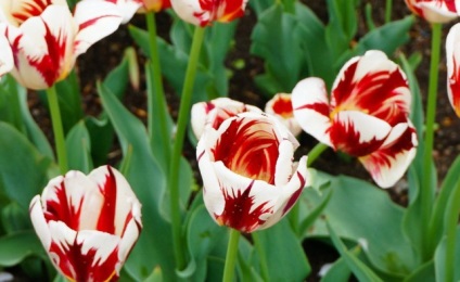 Mintegy tulipán választ a gyakran ismételt kérdéseket