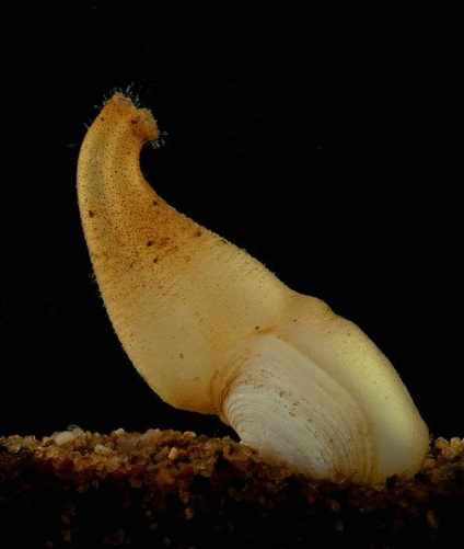 Panopea generosa vagy óriás kagyló geoduck