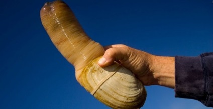 Panopea generosa vagy óriás kagyló geoduck