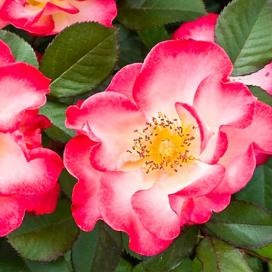 Rose Park - méltó alternatívája hibrid tea rózsák