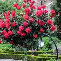 Rose Park - méltó alternatívája hibrid tea rózsák