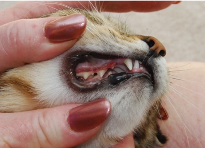 A periodontális betegség a macskák tünetek megelőzésére és a nagyszínpad