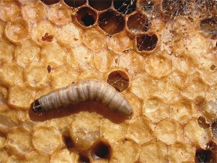méh moly