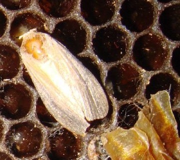 méh moly