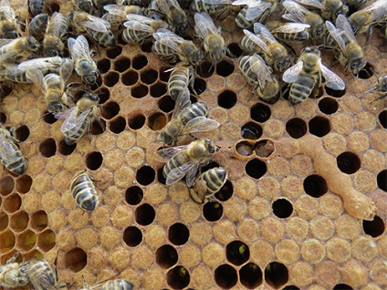 Bee mól tinktúra és betegségek kezelésére való felhasználását