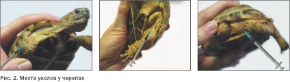 Tüdőgyulladás krasnouhih teknősök funkciók diagnózis és terápia