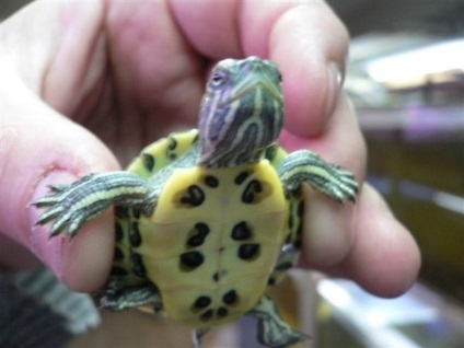 Tüdőgyulladás teknősök krasnouhih tünetek és a kezelés, videó