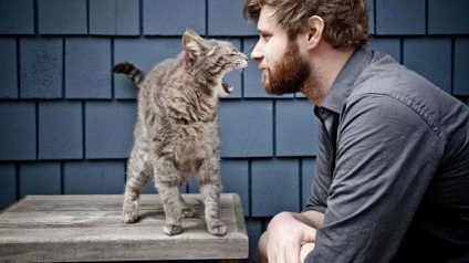 Miért cica agresszív és hogyan kell újra - murkote körülbelül macskák és macskák